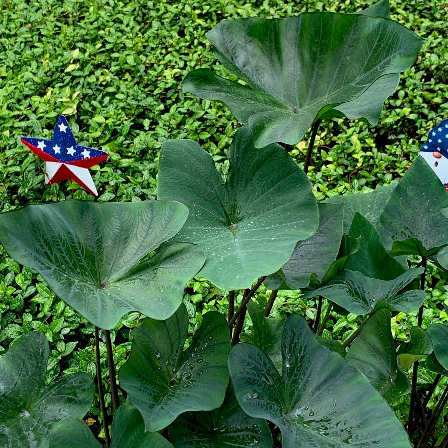 Colocasia 'Coffee Cups' (potted)