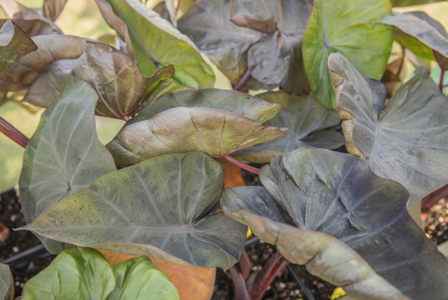 Colocasia 'Distant Memory' (Potted)