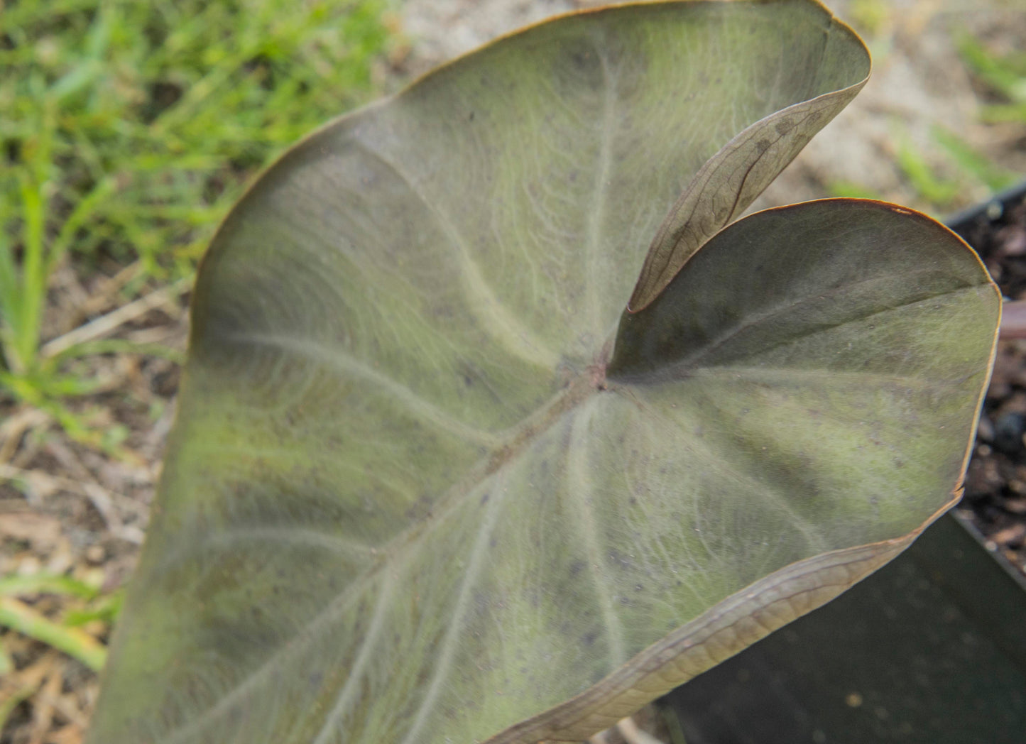 Colocasia 'Distant Memory' (Potted)