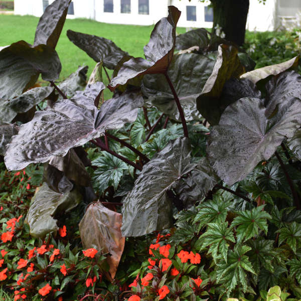 Colocasia 'Distant Memory' (Potted)
