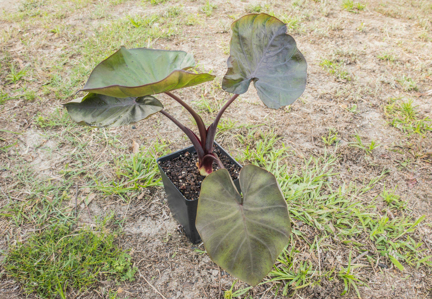 Colocasia 'Distant Memory' (Potted)