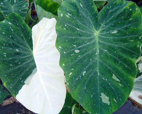 Colocasia 'Ele Paio' (potted)