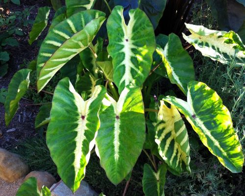 Colocasia 'Maui Sunrise' (potted)