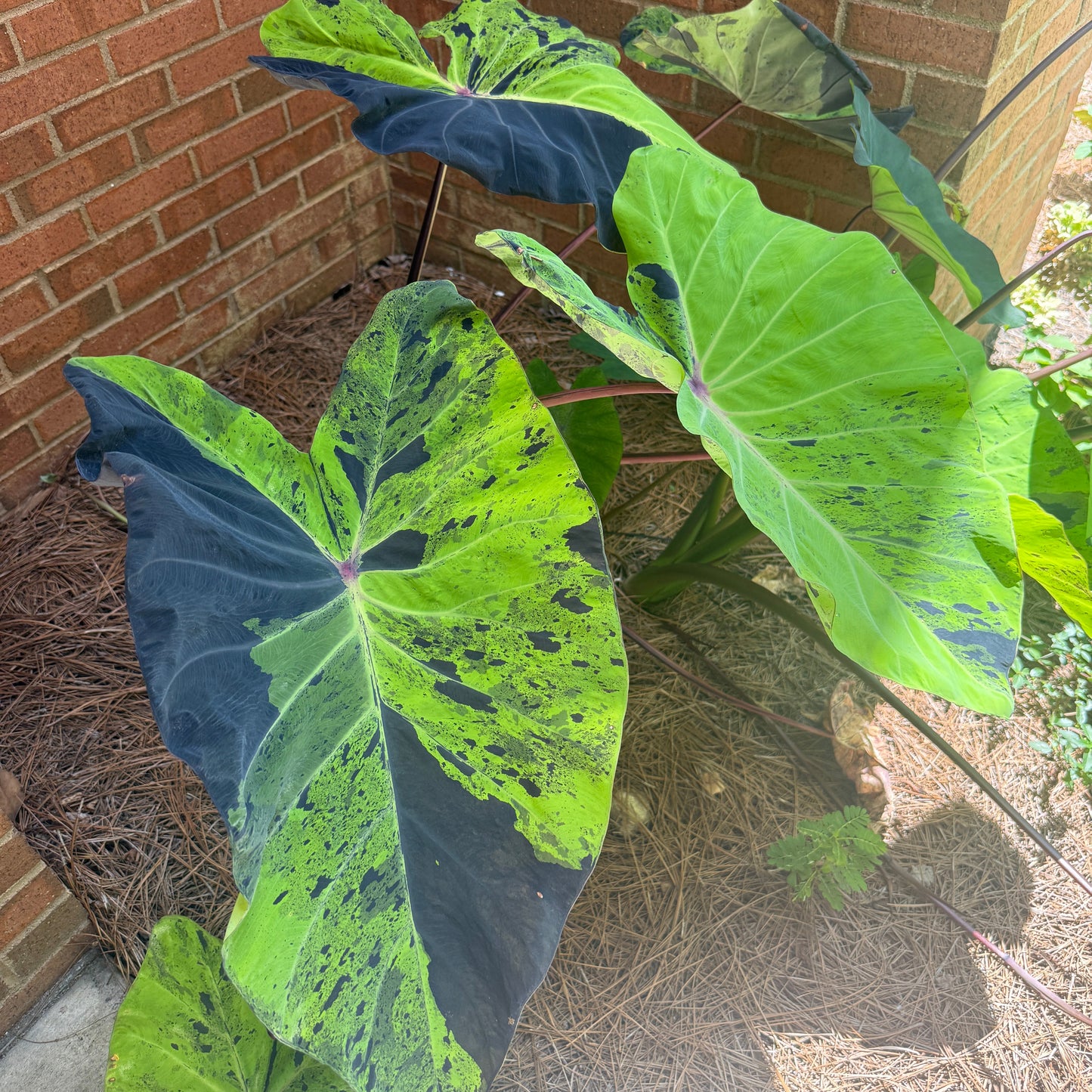 Colocasia 'Mojito' (potted)