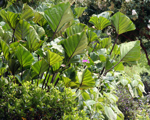 Colocasia 'Tea Cup' (potted)
