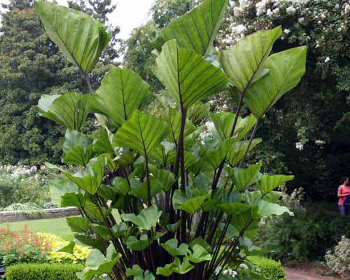 Colocasia 'Tea Cup' (potted)