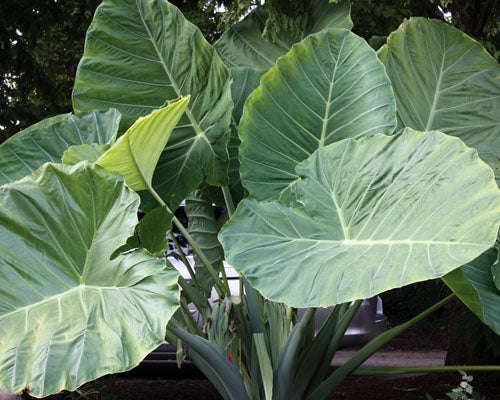Colocasia 'Thailand Giant' (potted)