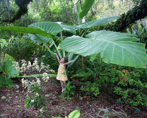 Colocasia 'Thailand Giant' (potted)
