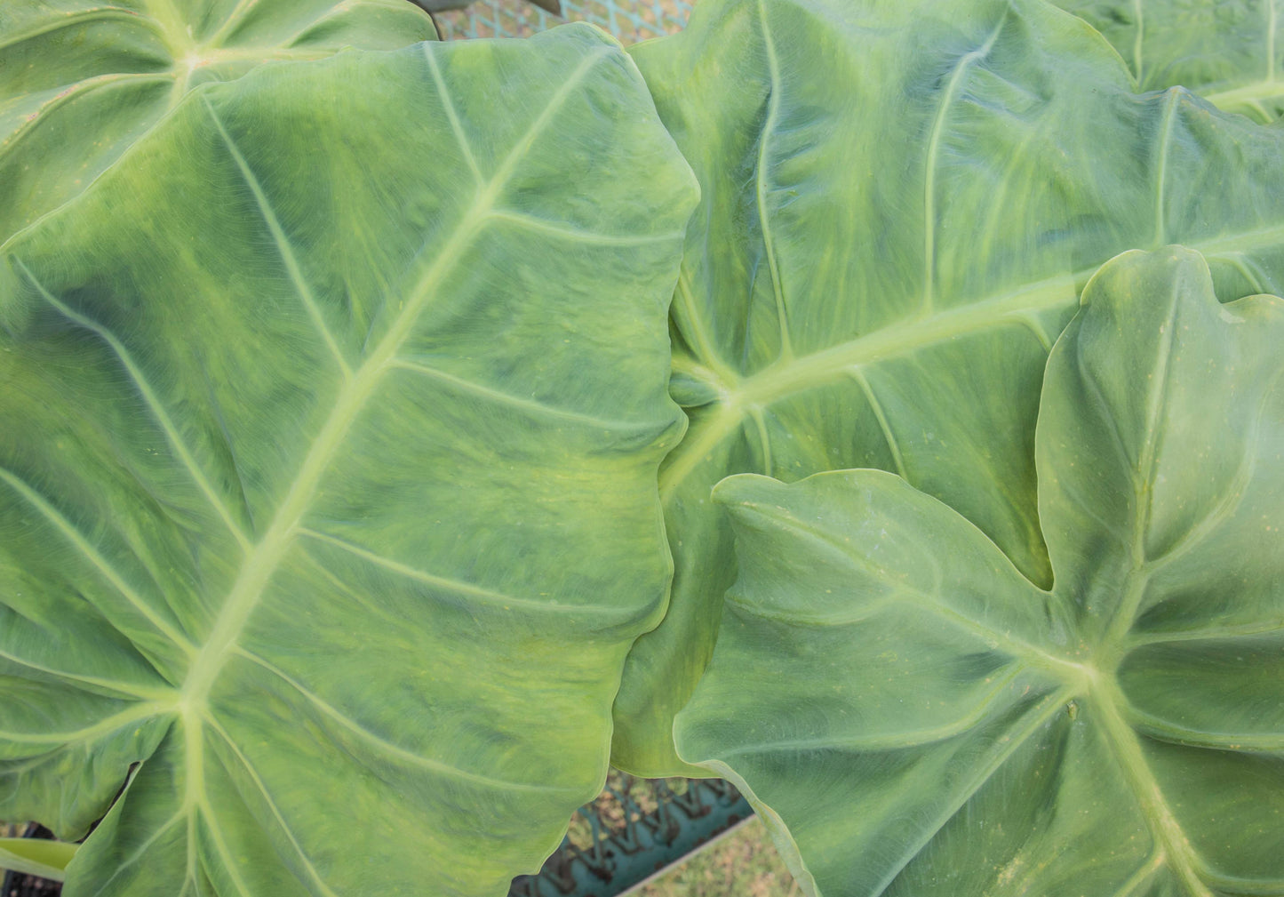 Colocasia 'Thailand Giant' (potted)