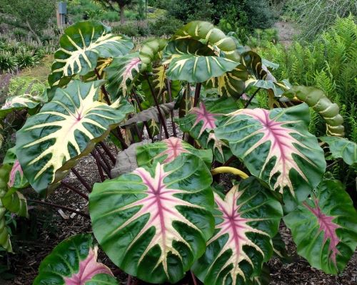 Colocasia 'Waikiki' (potted)