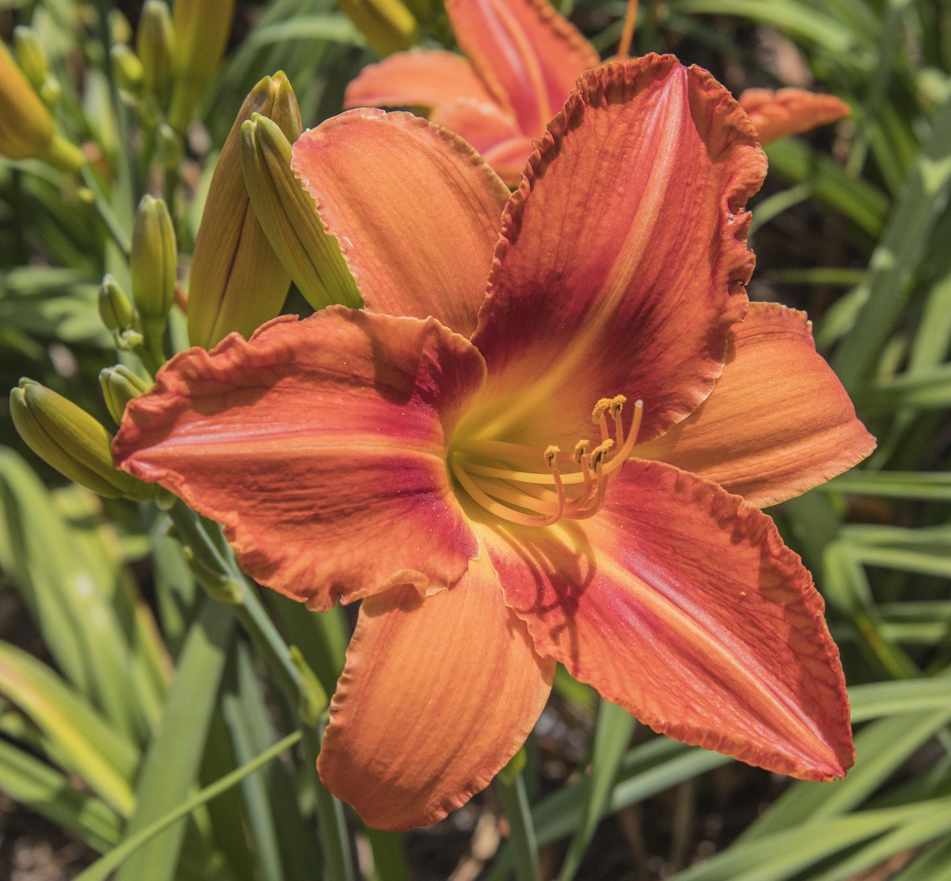 Image of daylily Alabama Jubilee from top/side view of bloom. Buds surrounding in background.