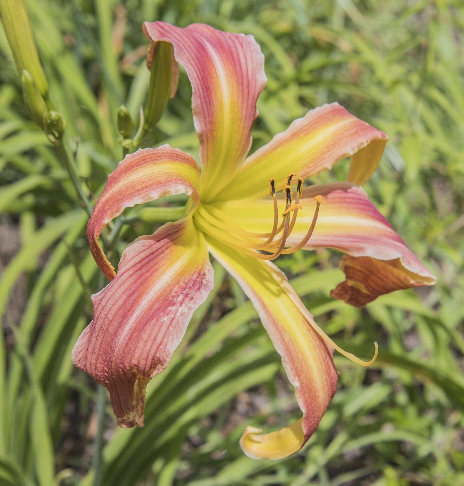 Image of daylily Candy Colored Curls from top/side view of the bloom. Unopened blooms in the background.