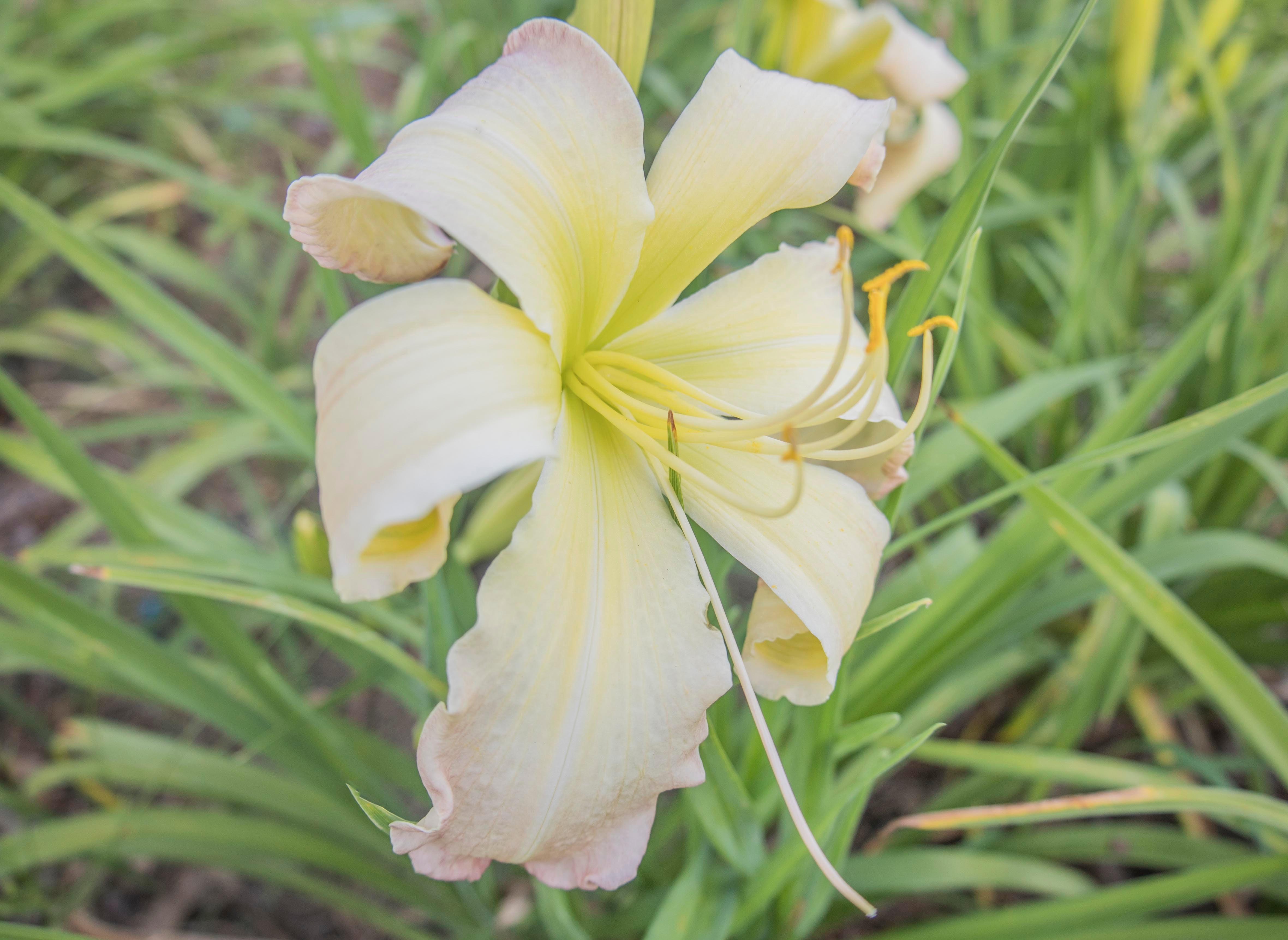 chubby cheeks succulent Daylily Chubby Cheeks