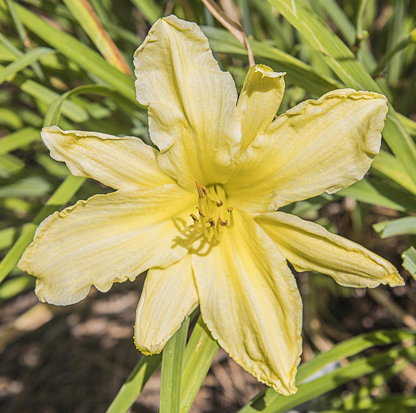Image of daylily Dolly Polly from top down view of the bloom.