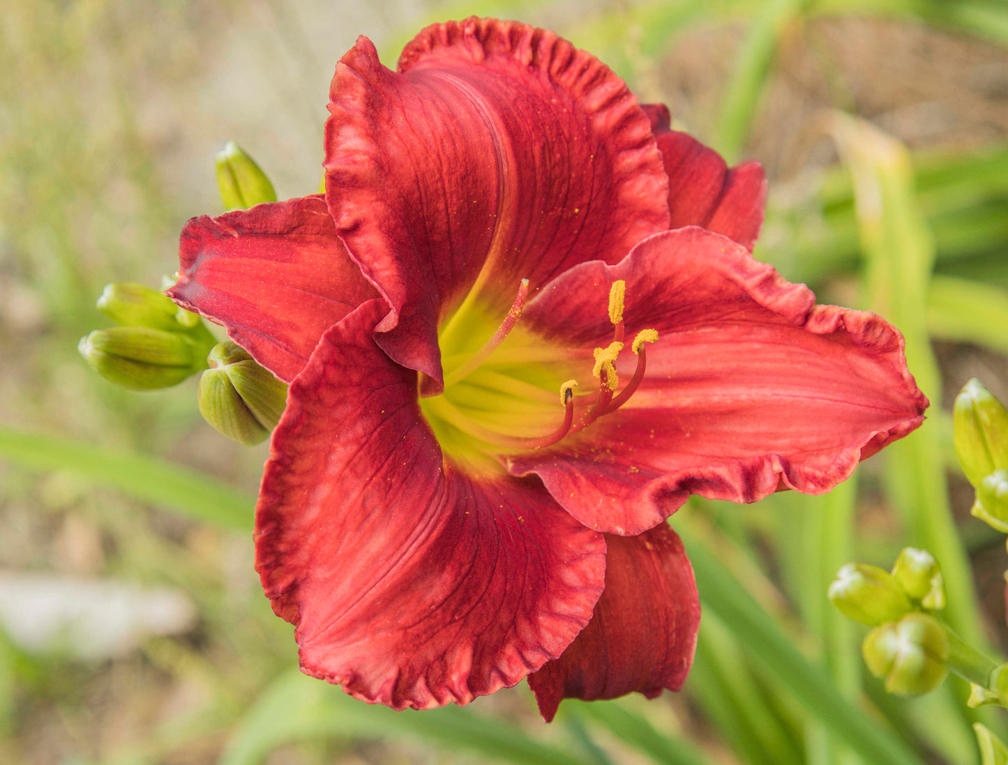 Image of daylily Funny Valentine from top/side view of bloom. Buds surrounding bloom.