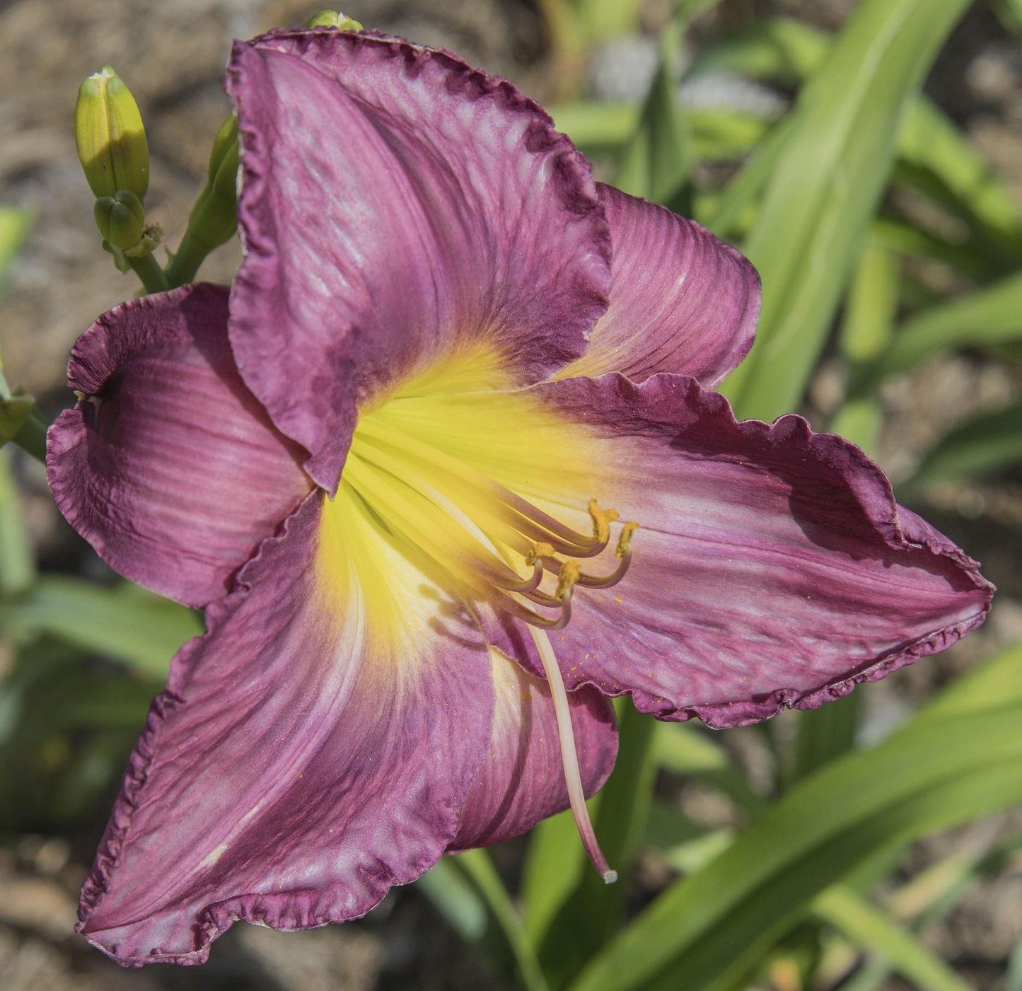 Image of daylily Maestro Puccini from top/side view of bloom.