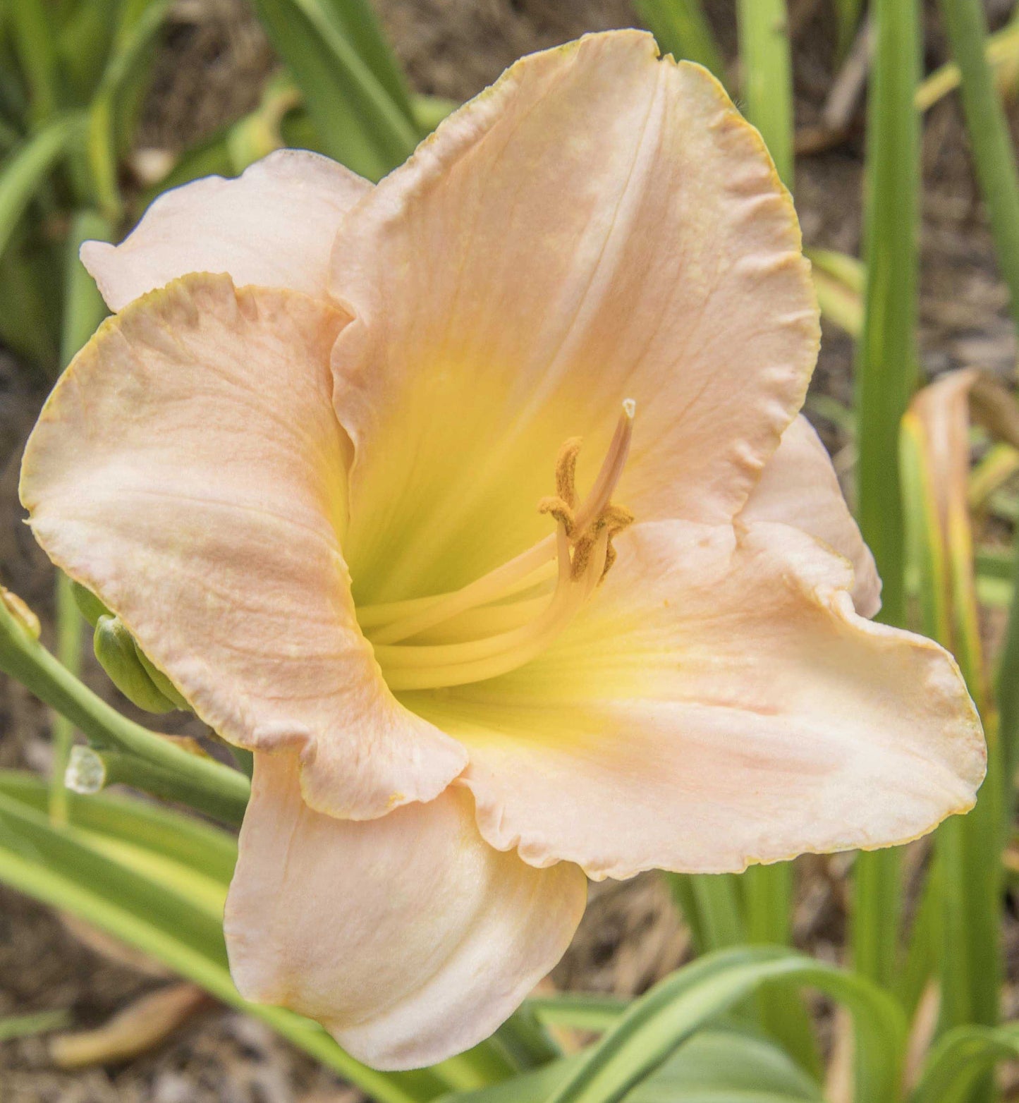 Image of daylily Ming Porcelain from top/side view of bloom.