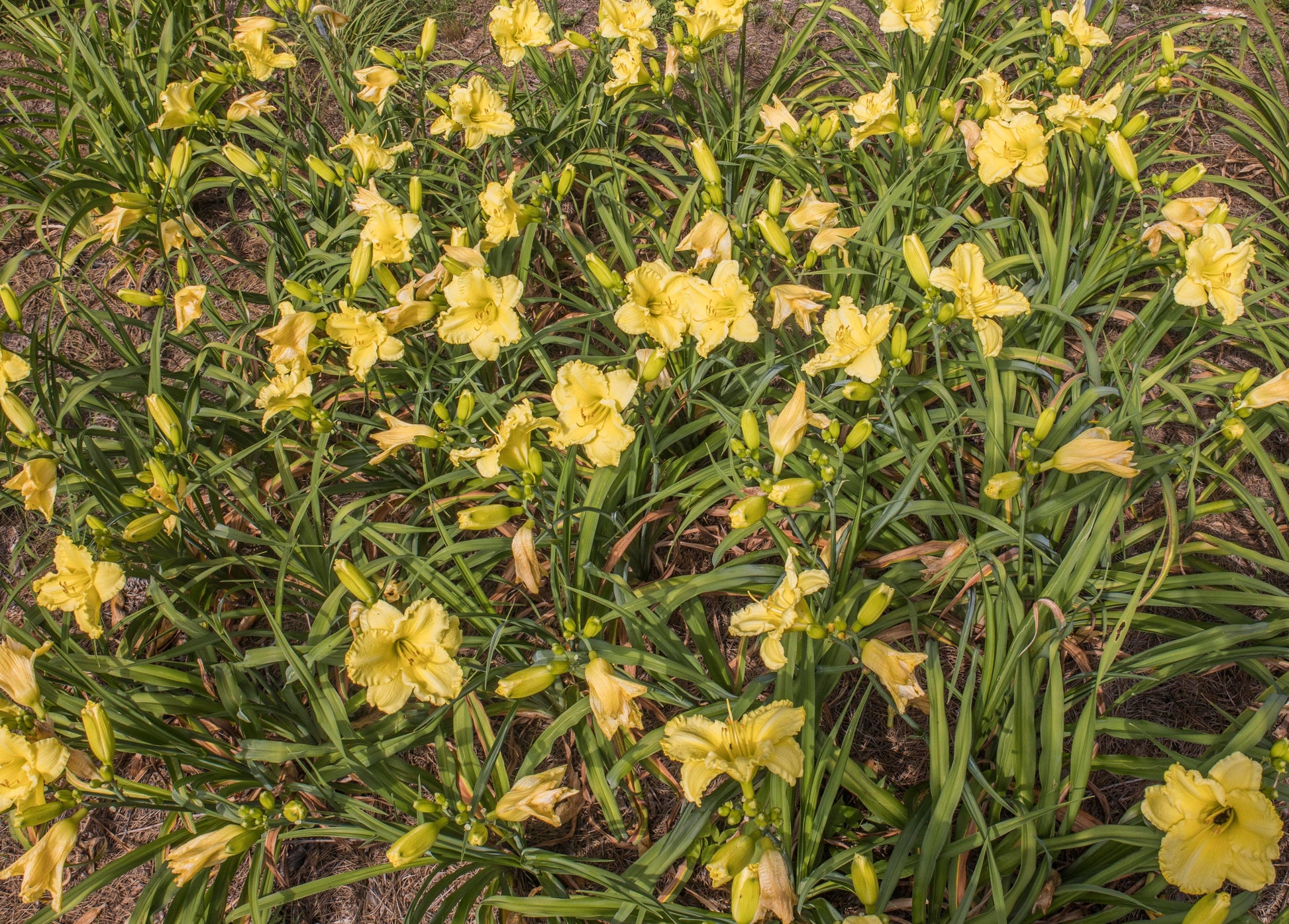 Image of a group of Omomuki daylilies blooming.