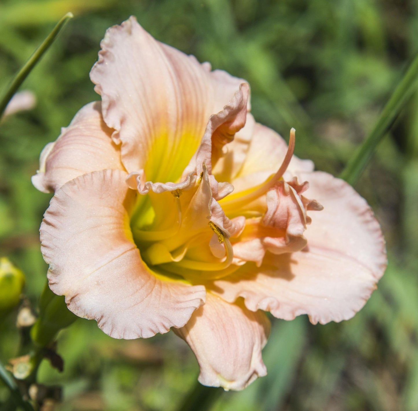 Image of Daylily Siloam Double Classic from top/side angle view.