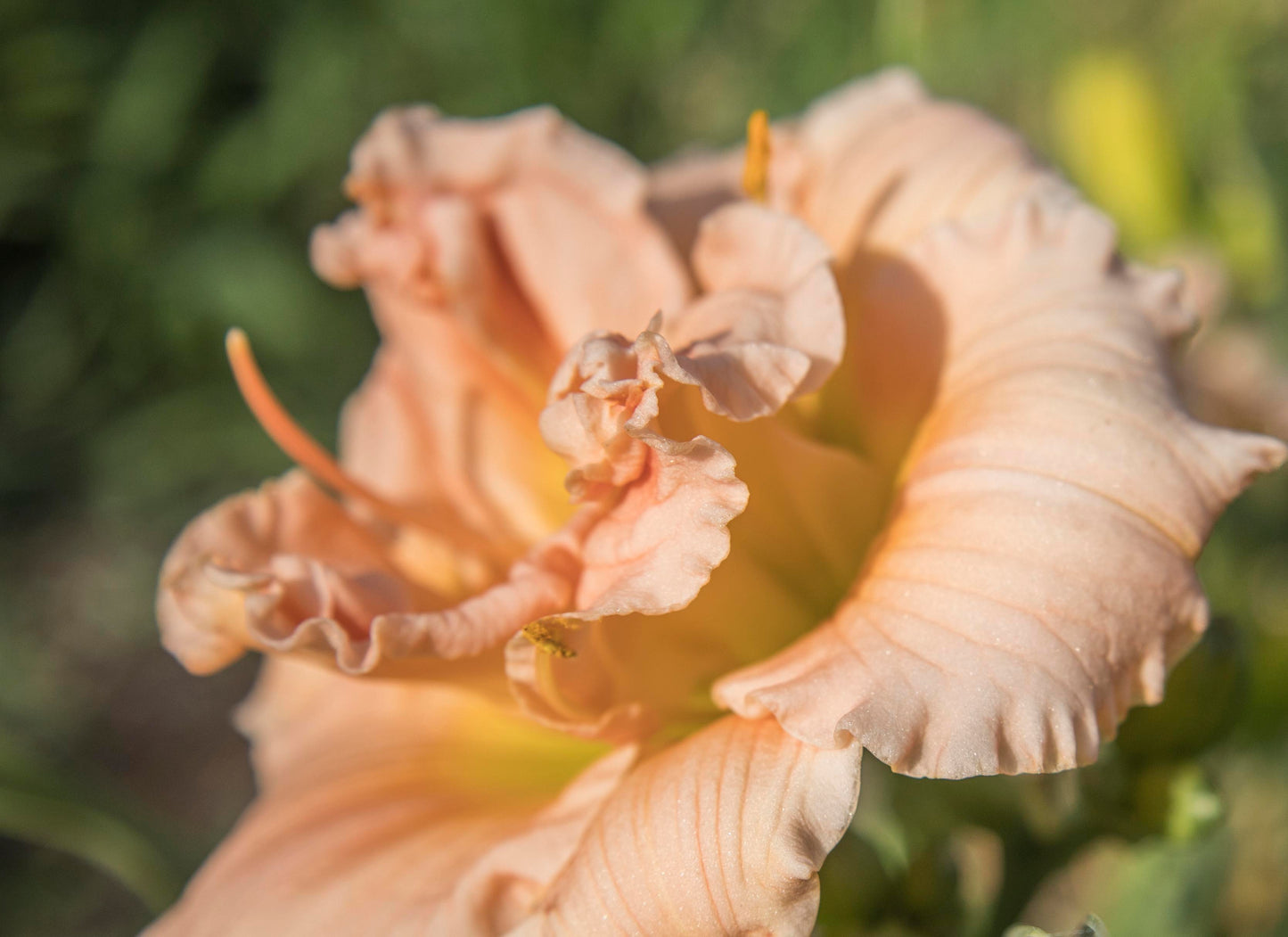 Image of Daylily Siloam Double Classic from top/side angle view.