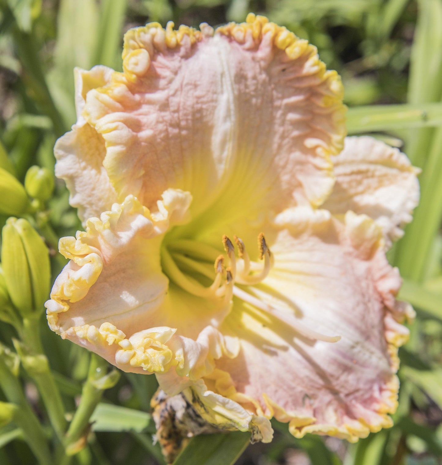 Image of daylily Singular Sensation from top/side view of bloom.
