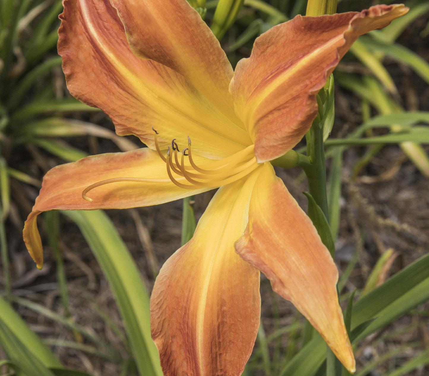 Image of daylily Small World The Great Pumpkin from top/side view of bloom.