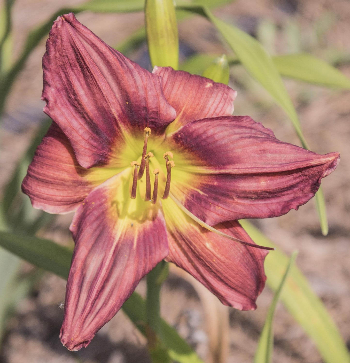 Image of daylily Under the Volcano from top down view of bloom.