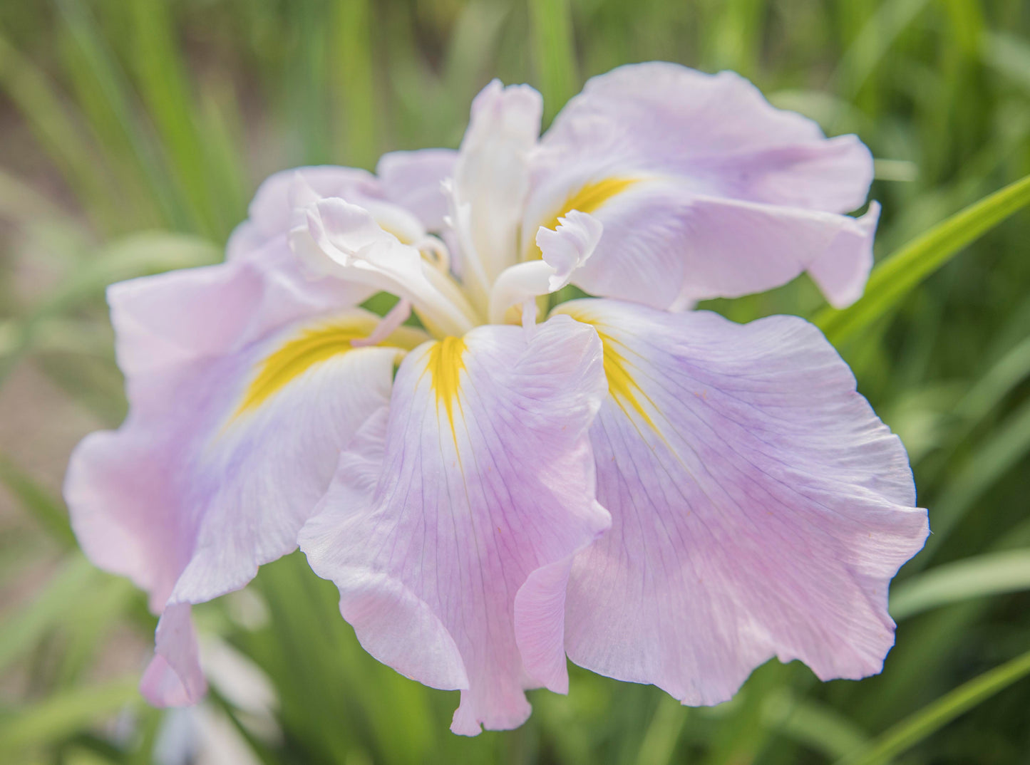 Image of Japanese Iris Pink mystery form top/side angle.