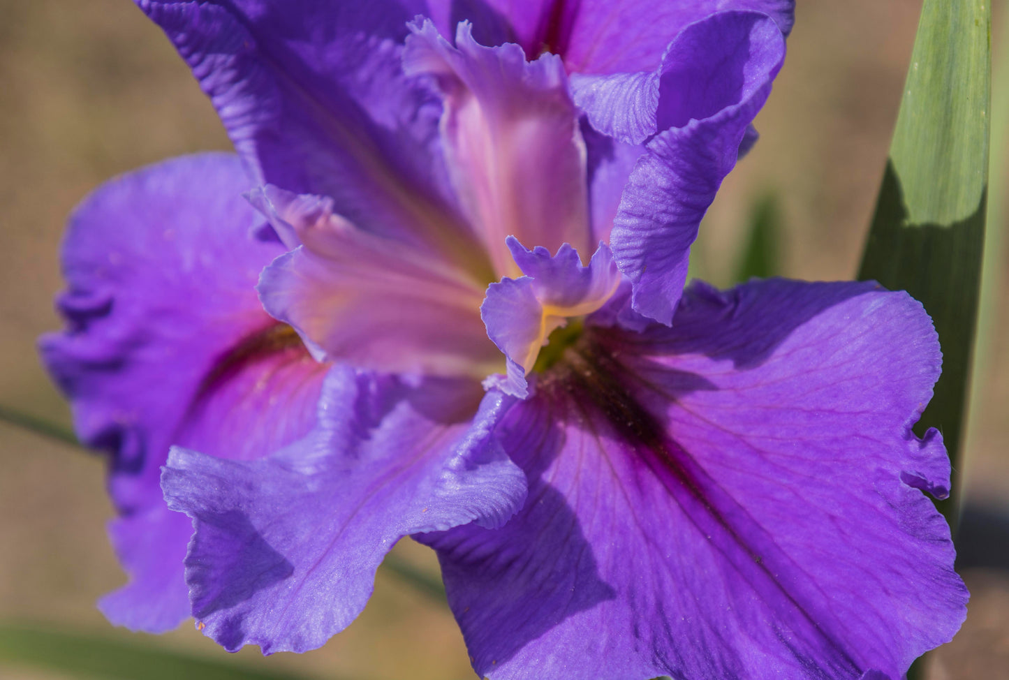 Image of Louisiana Iris Acadian Sky from top down view.