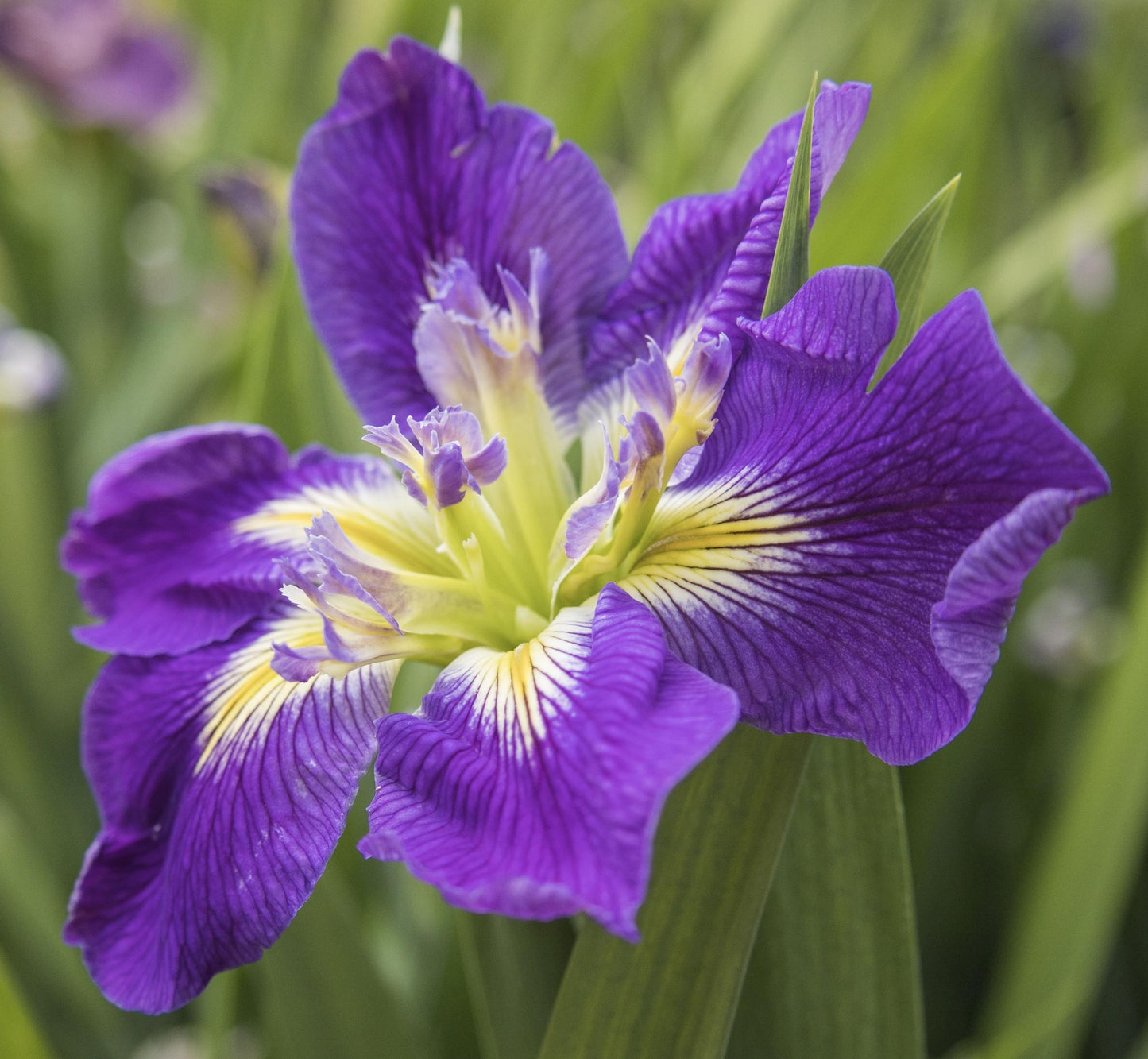 Image of Louisiana Iris Bayou Gambler from top/side view of bloom.