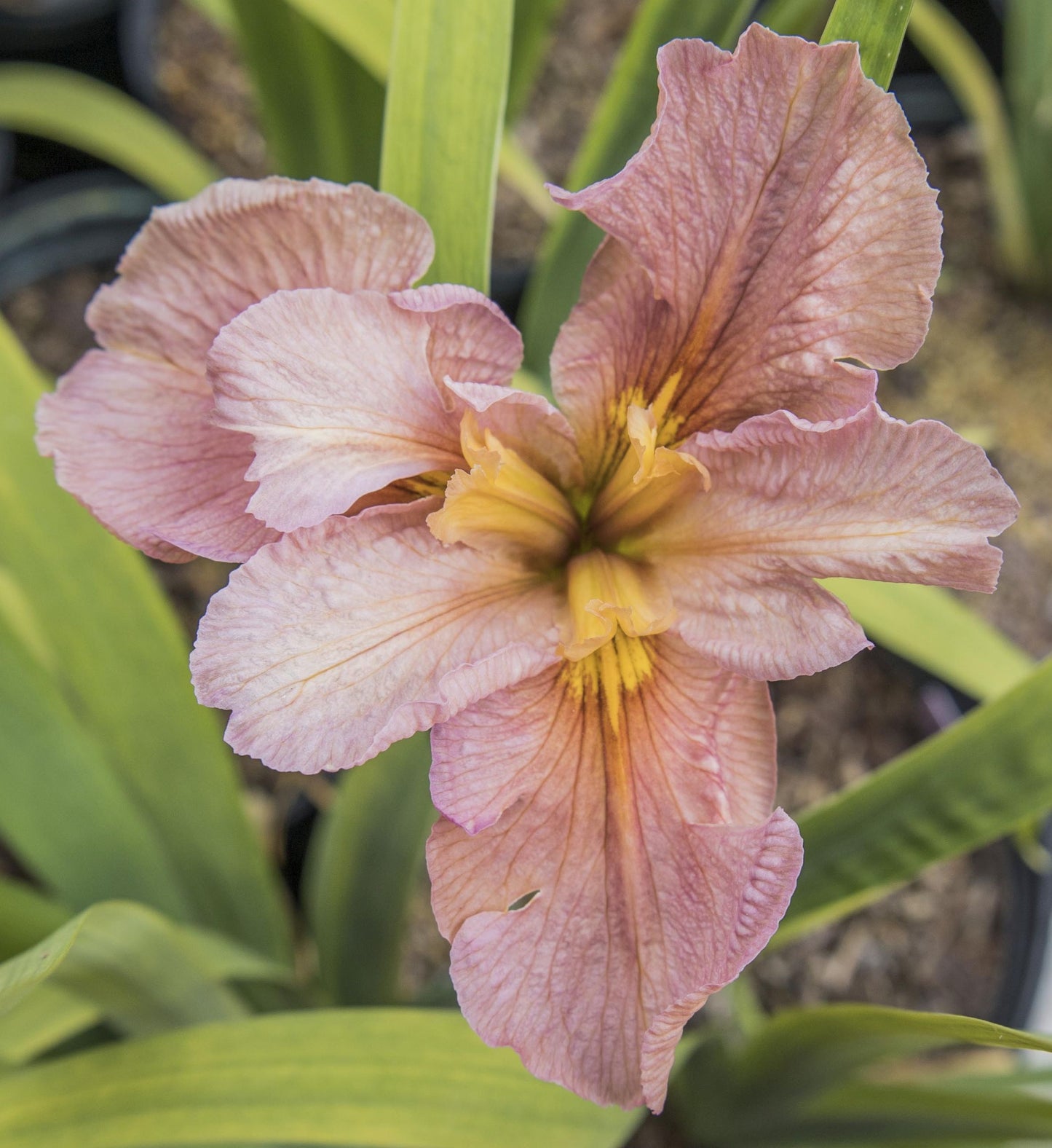 Image for Louisiana Iris Bellocq from top down view of bloom.