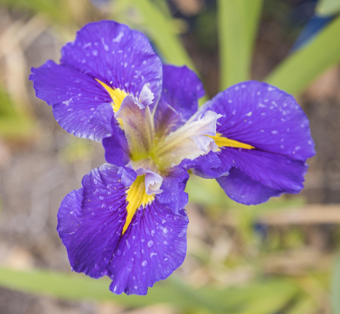 Image of Louisiana Iris Chef John Folse from top down view of bloom.