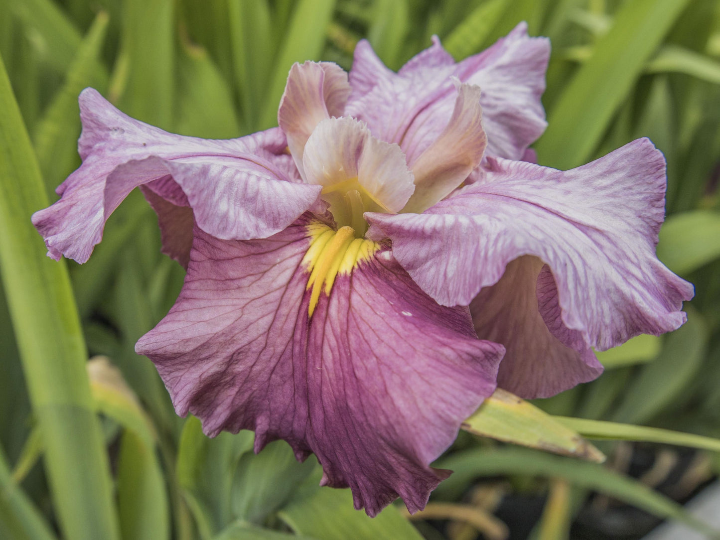 Image of Louisiana Iris Chelsea Girl from top/side down view of bloom.