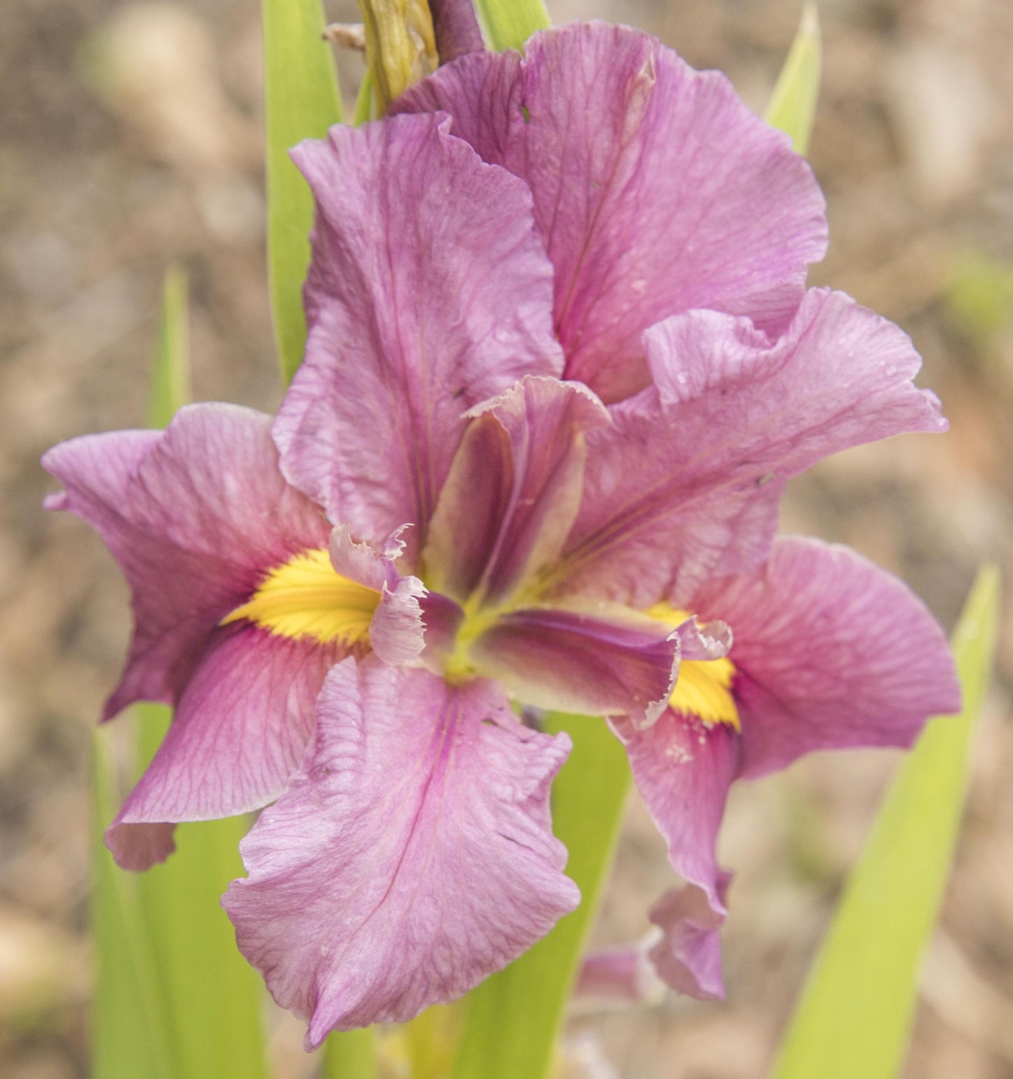 Image of Louisiana Iris Chelsea Girl from top down view of bloom.