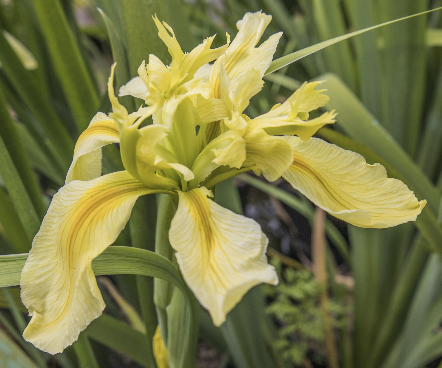 Image of Louisiana iris Creole Canary from angled top/side view of bloom.