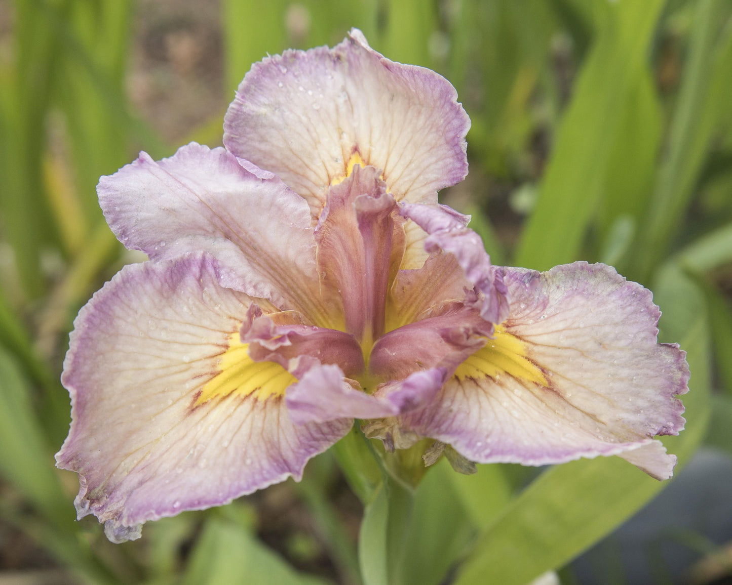 Image of Louisiana Iris Eyes Wide Open from top view of bloom.