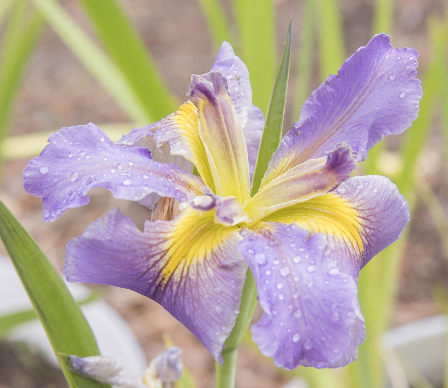 Image of Louisiana Iris Frank Carrol from top angled view of bloom.