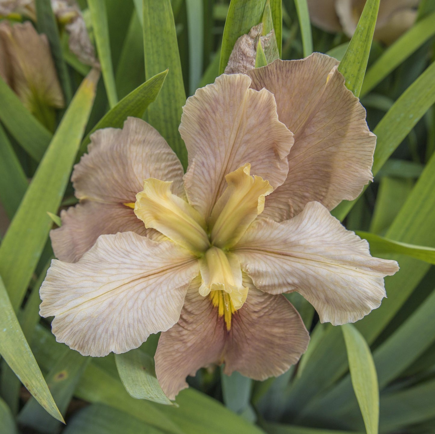 Image of Louisiana Iris Hunter's Catch from top view of bloom.