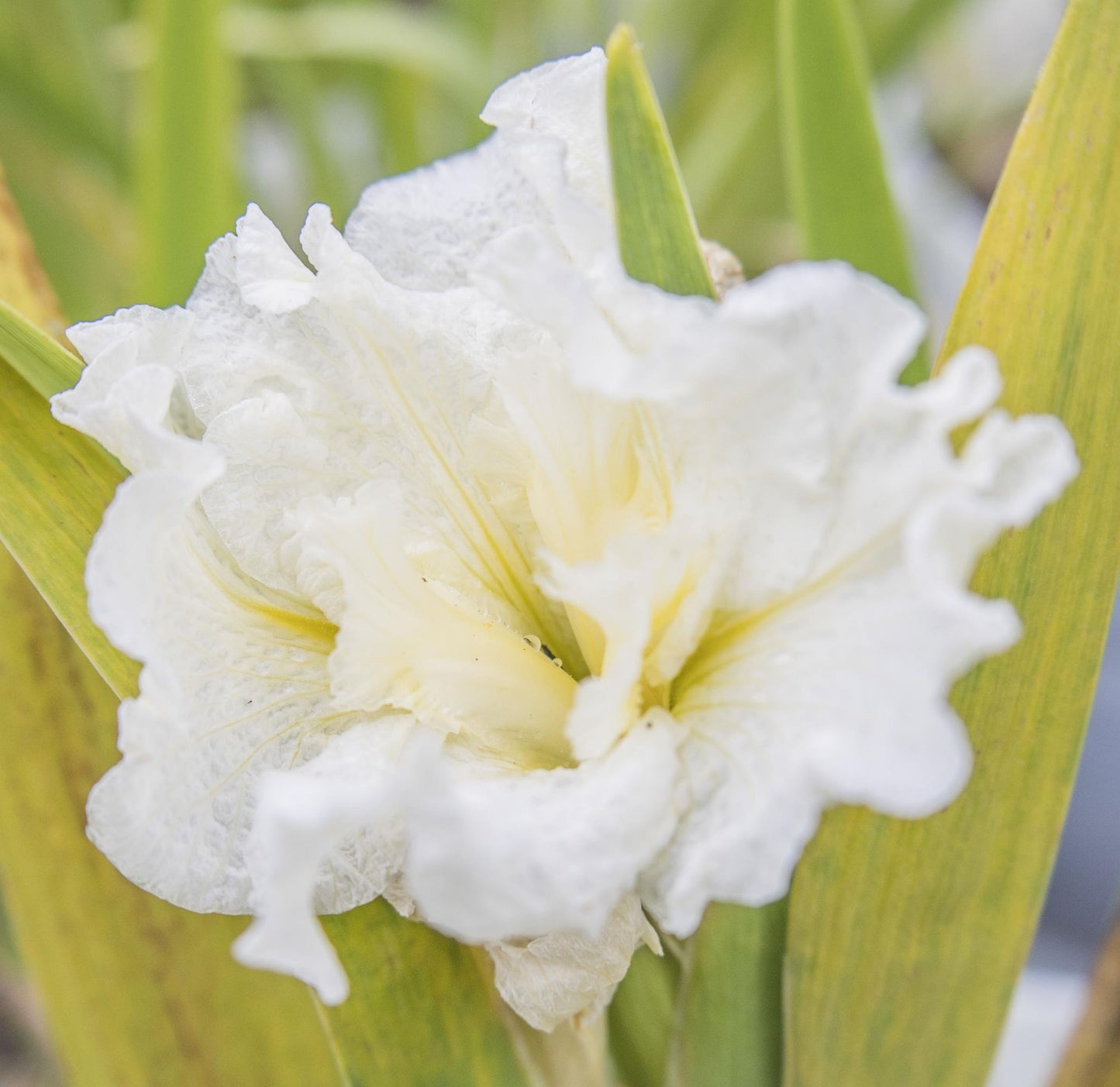 Image of Louisiana Iris Jessica Mai from top angled view of bloom.
