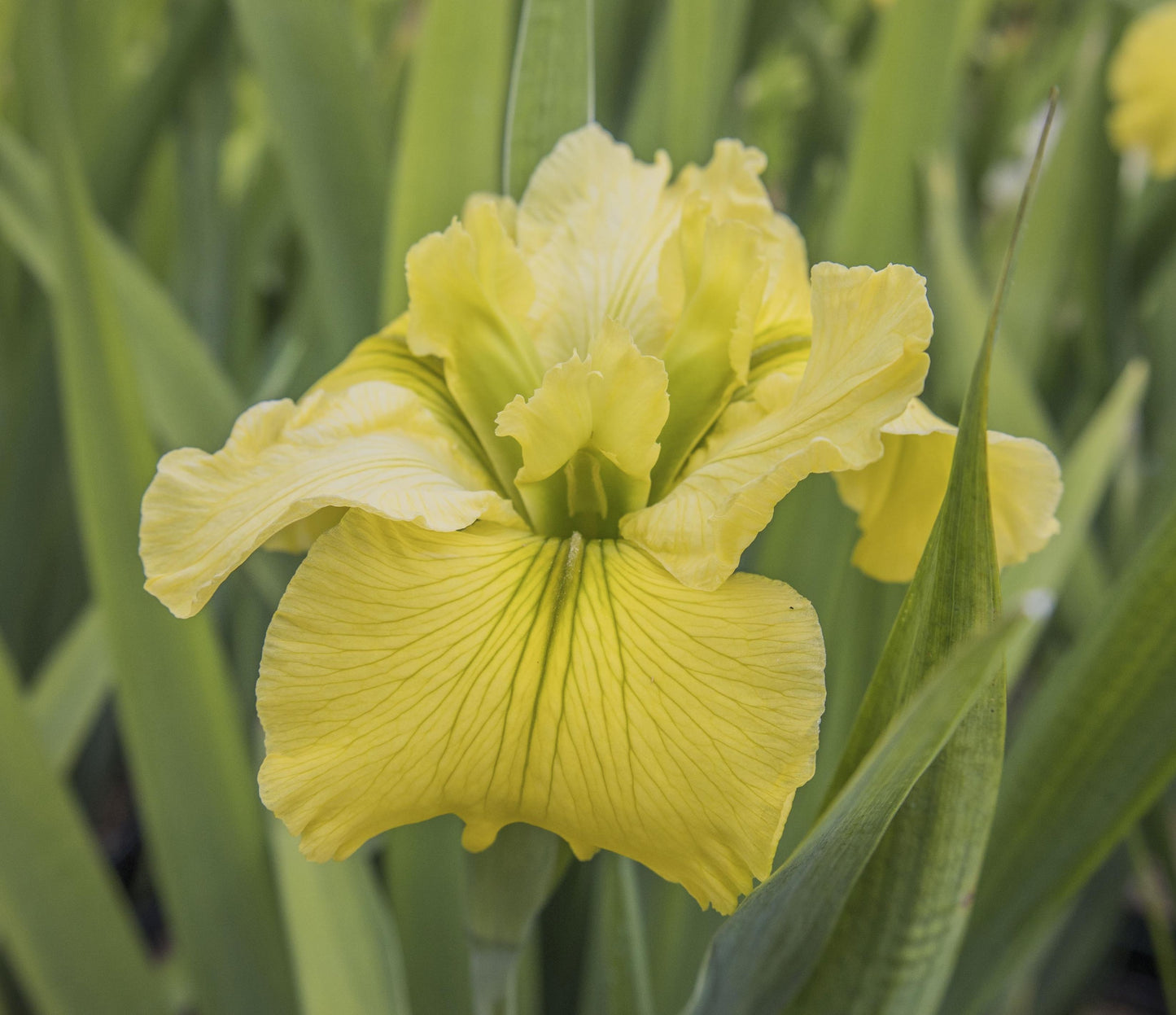 Image of Louisiana Iris Kathy's Clown from top/side view of bloom.