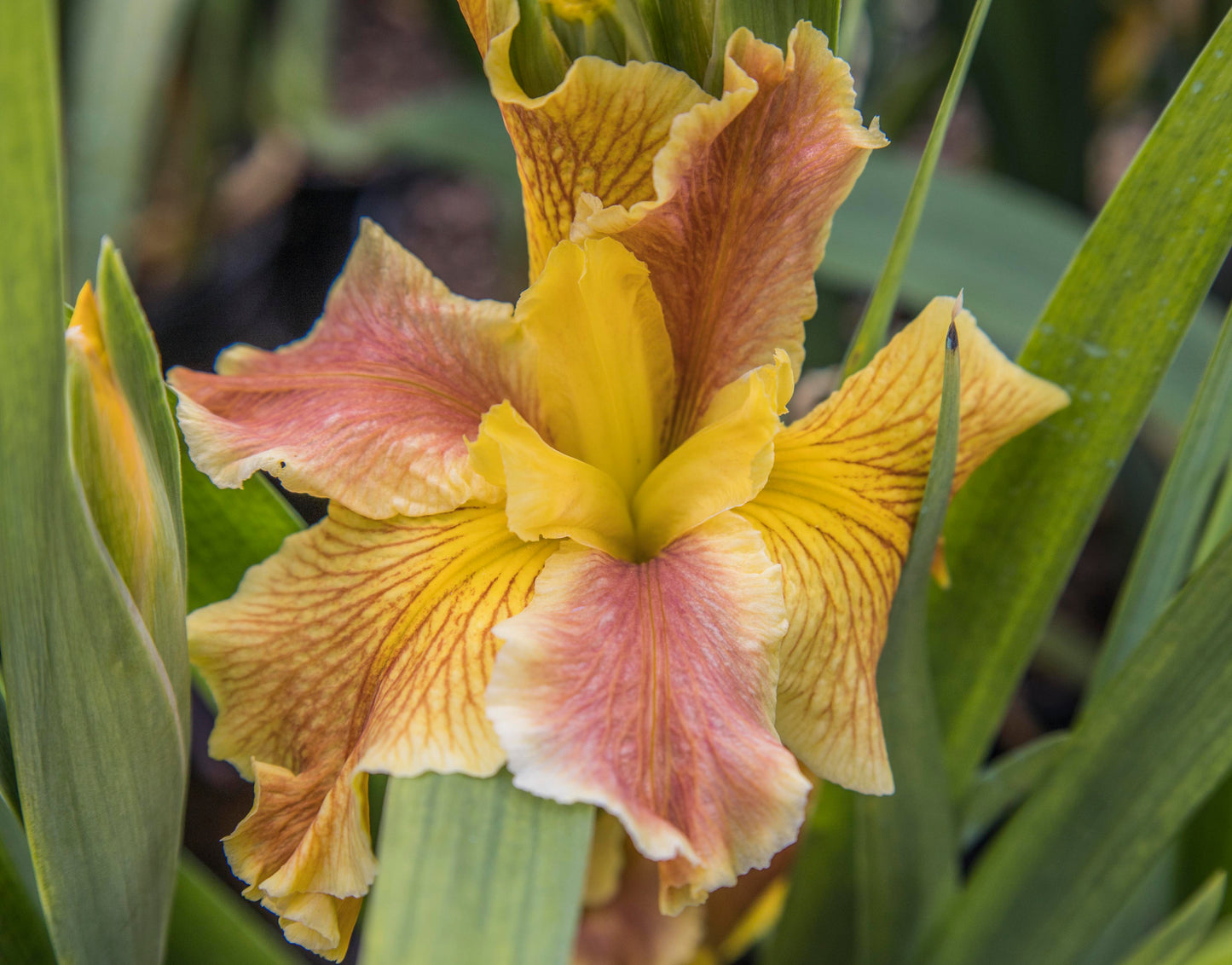 Image of Louisiana Iris Katrina Rising from top angled view of bloom