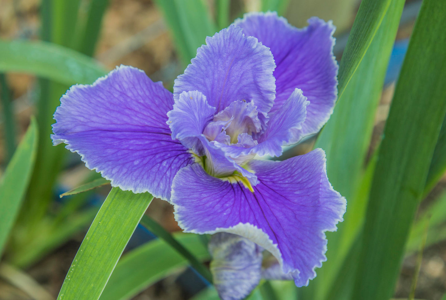 Image of Louisiana Iris King Louis from top angled view of bloom.