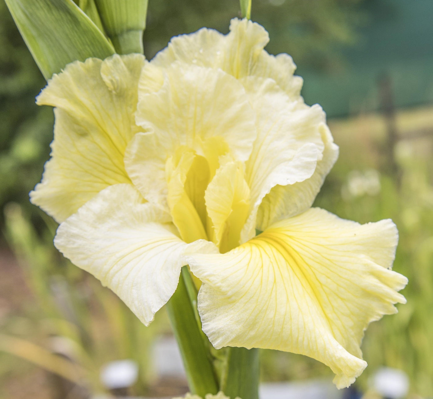 Image of Louisiana Iris Moonlight Music from top/side view of bloom