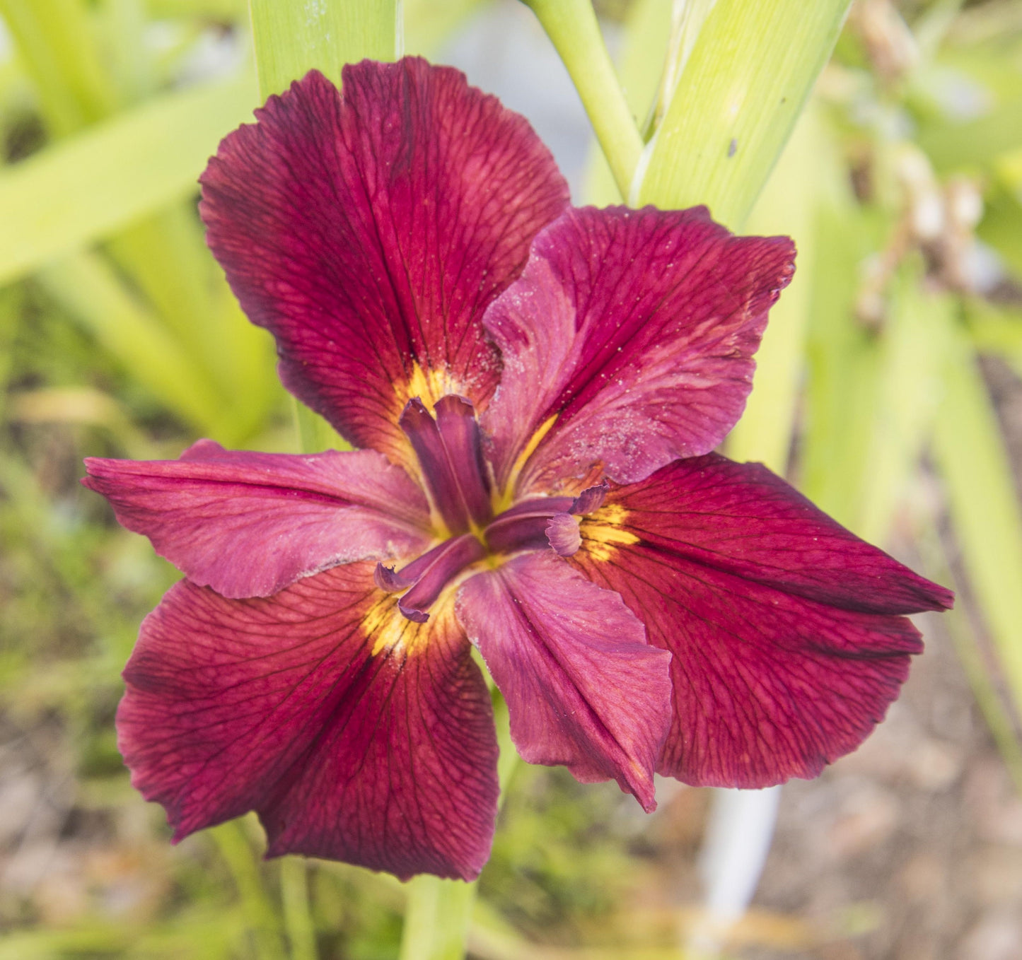 Image of Louisiana Iris My Friend Dick from top view of bloom