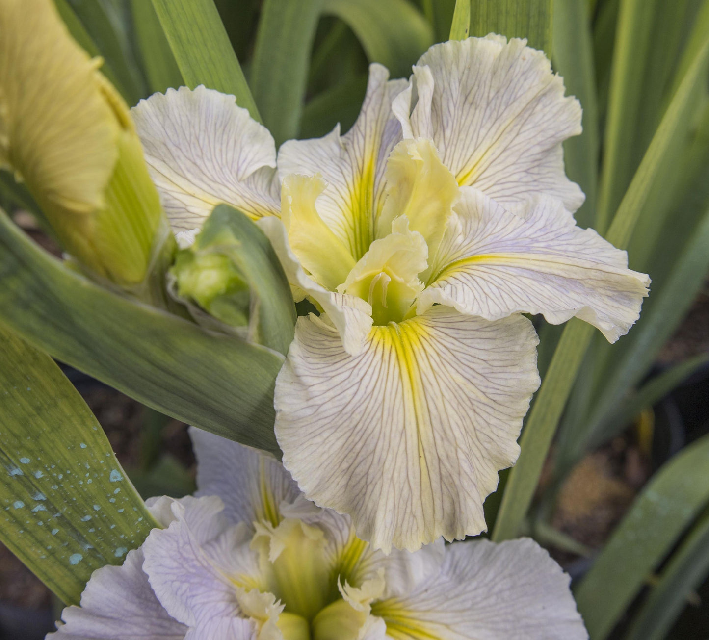 Image of Louisiana Iris Nadine Sarah from top/side view of bloom overlapping a second bloom.
