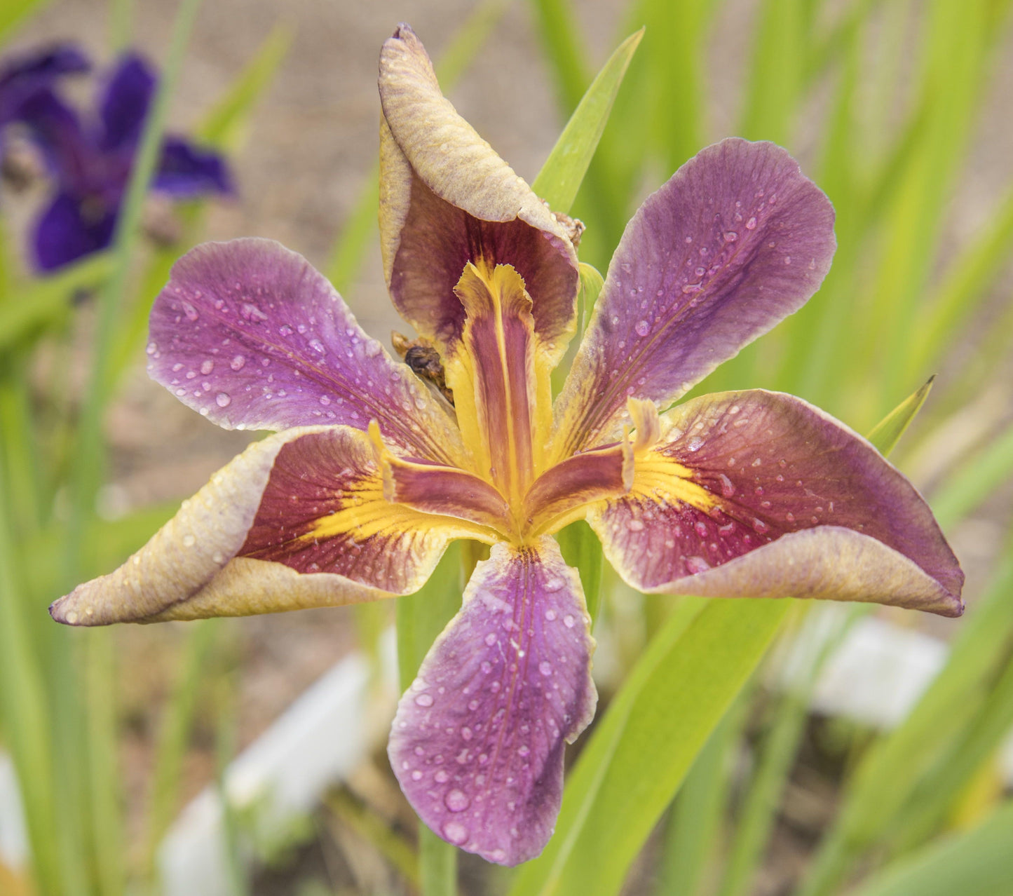 Image of Louisiana Iris Purple Gloaming from top angled view of bloom. Another Iris variant is blurred in the background.