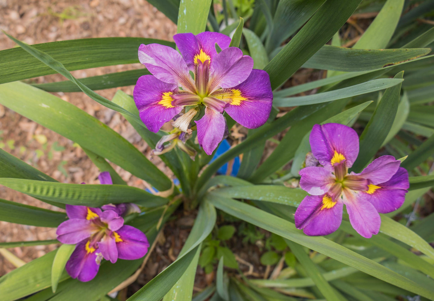 Image of Louisiana Iris Royal Sparkle with three blooms from top down view.