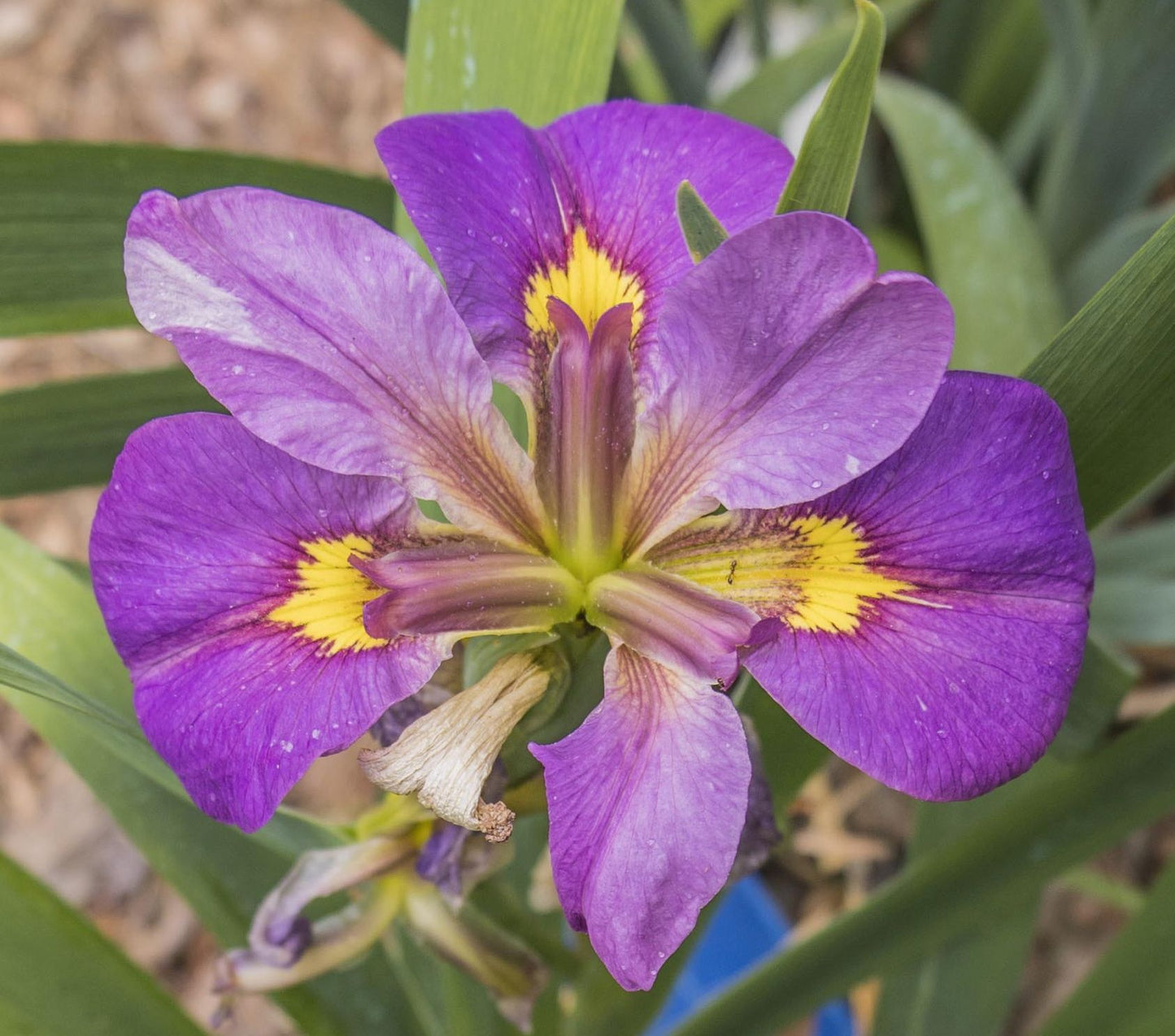 Image of Louisiana Iris Royal Sparkle from top view of bloom. Zoomed and cropped form original image with three blooms.