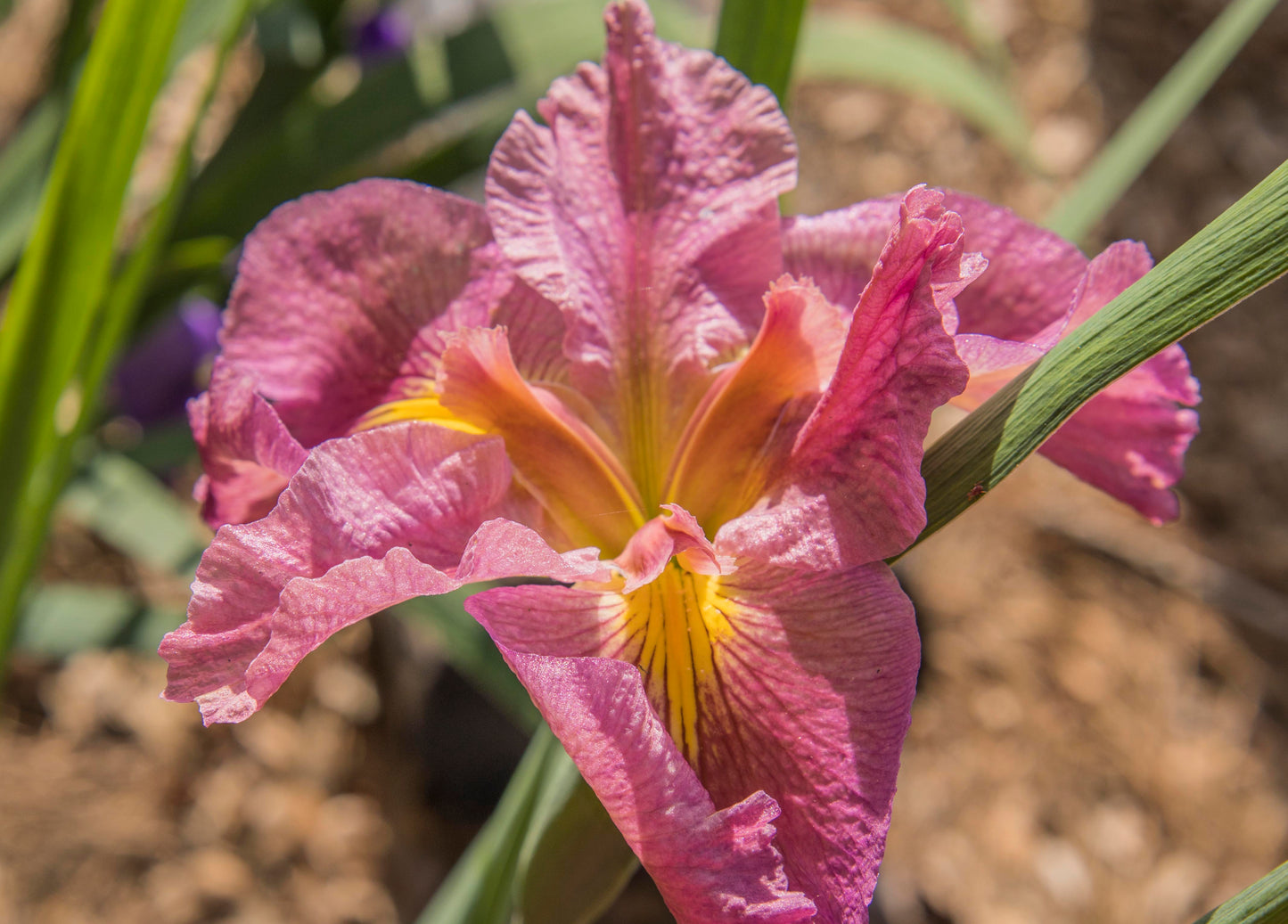 Image of Louisiana Iris This I Love from top angled view of bloom.