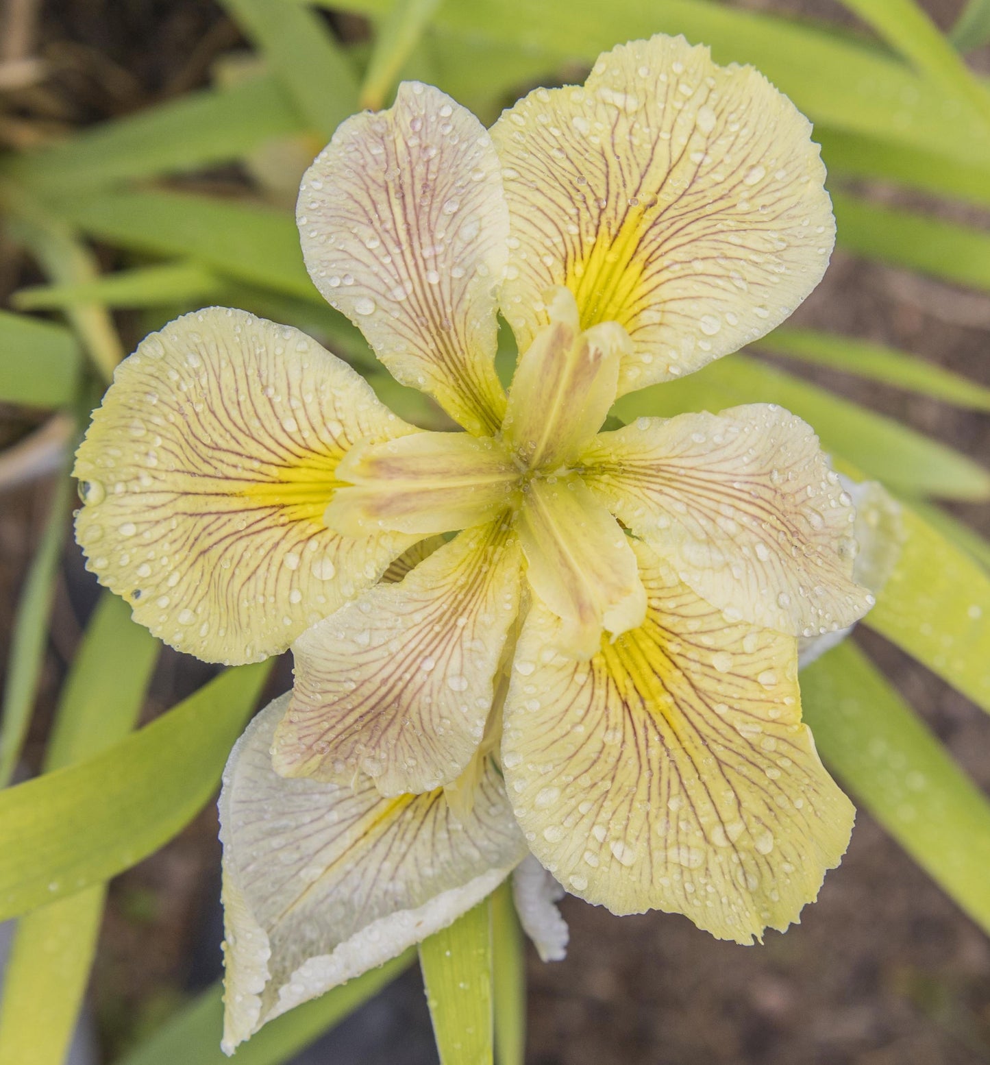 Image of Louisiana Iris Very Vein from top view of bloom.